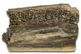 Fossil Tyrannosaur (T rex) Bone Section - Wyoming #382670-1